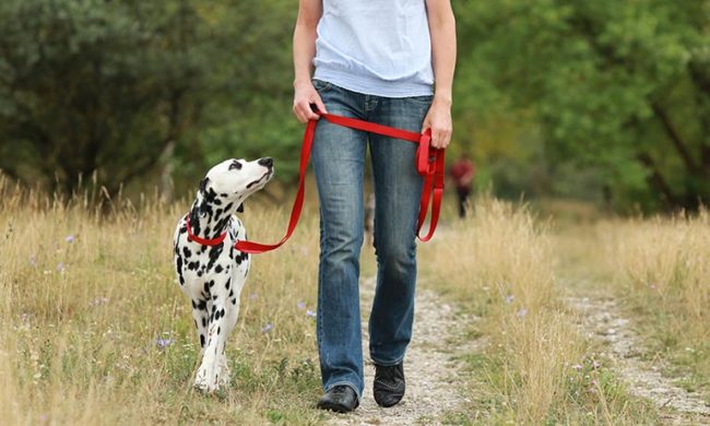 Suzanne walking dalmatian dog