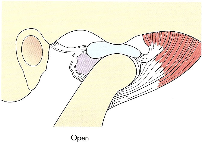 Normal temporomandibular joint - open